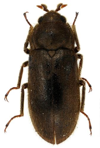 Réf. 315 735 : Dryops luridus